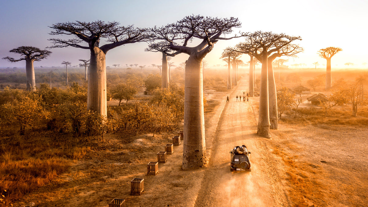African safari landscape with wildlife