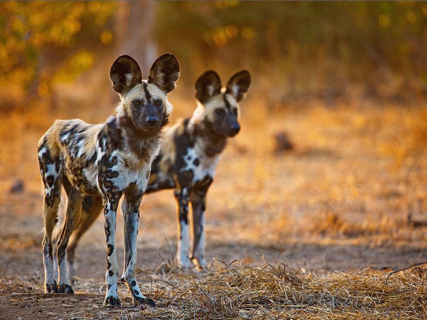 Private luxury safari overlooking the African savannah