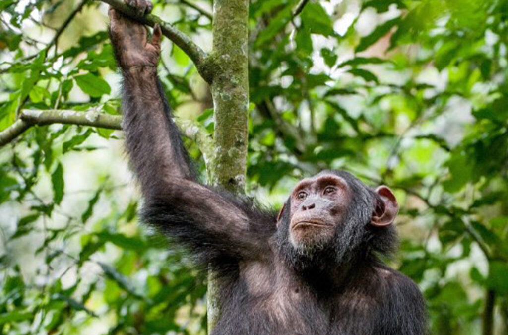 UGANDA