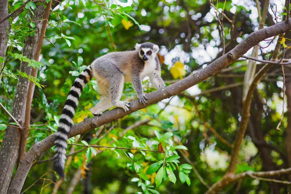 MADAGASCAR