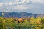 ZAMBEZI & LUANGWA SIGNATURE SAFARI