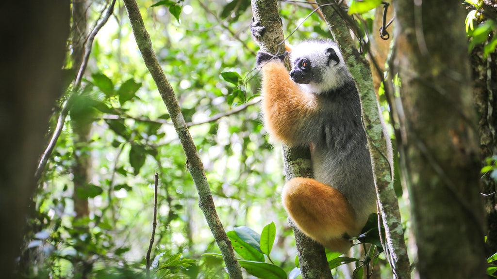 MADAGASCAR DIVING AND WILDLIFE ADVENTURE
