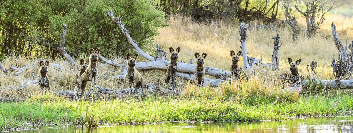 BOTSWANA WILDLIFE EXPLORER
