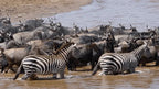 GREAT EAST AFRICA MIGRATION SAFARI