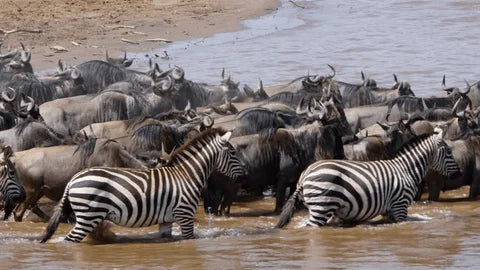 GREAT EAST AFRICA MIGRATION SAFARI