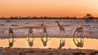 TRANS AFRICA SIGNATURE LODGE SAFARI