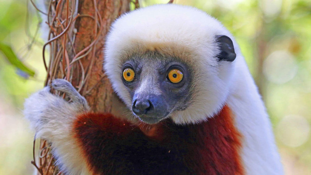 MADAGASCAR RAINFOREST & ISLAND DISCOVERY