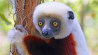 MADAGASCAR RAINFOREST & ISLAND DISCOVERY