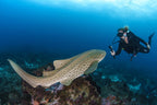 MADAGASCAR DIVING AND WILDLIFE ADVENTURE