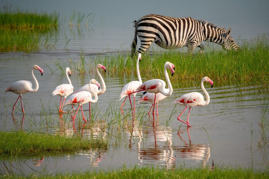 SERENGETI GREAT MIGRATION SAFARI