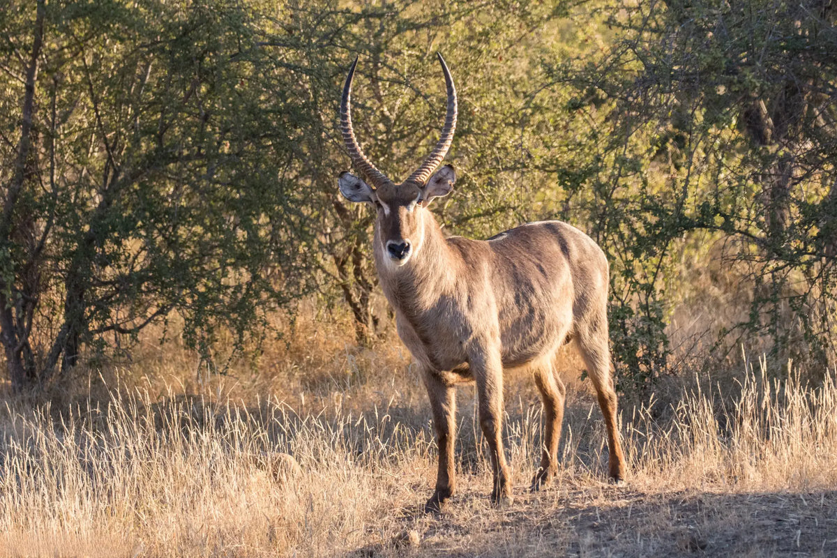 KRUGER & MOZAMBIQUE SAFARI AND BEACH ESCAPE