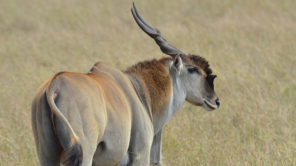 KRUGER & MOZAMBIQUE SAFARI AND BEACH ESCAPE