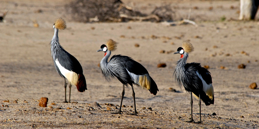 VICTORIA FALLS & HWANGE SAFARI