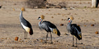 VICTORIA FALLS & HWANGE SAFARI