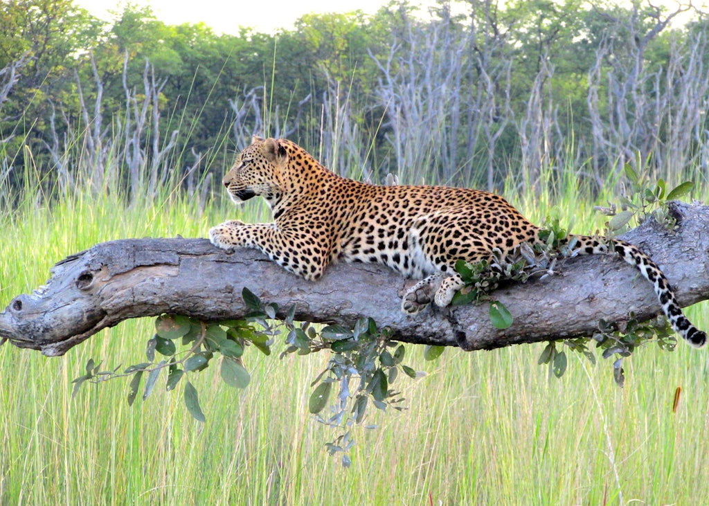 BOTSWANA SIGNATURE SAFARI
