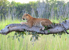 BOTSWANA SIGNATURE SAFARI