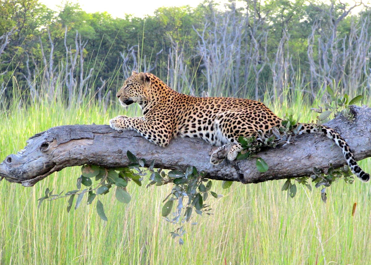 BOTSWANA SIGNATURE SAFARI
