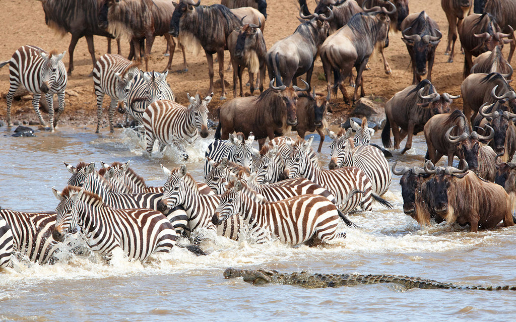 GREAT EAST AFRICA MIGRATION SAFARI