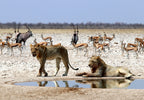 TRANS AFRICA SIGNATURE LODGE SAFARI