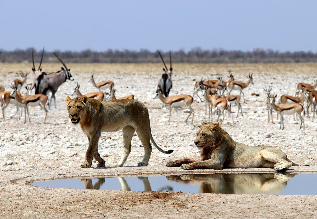 TRANS AFRICA SIGNATURE LODGE SAFARI