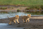 SERENGETI GREAT MIGRATION SAFARI