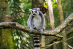 MADAGASCAR DIVING AND WILDLIFE ADVENTURE