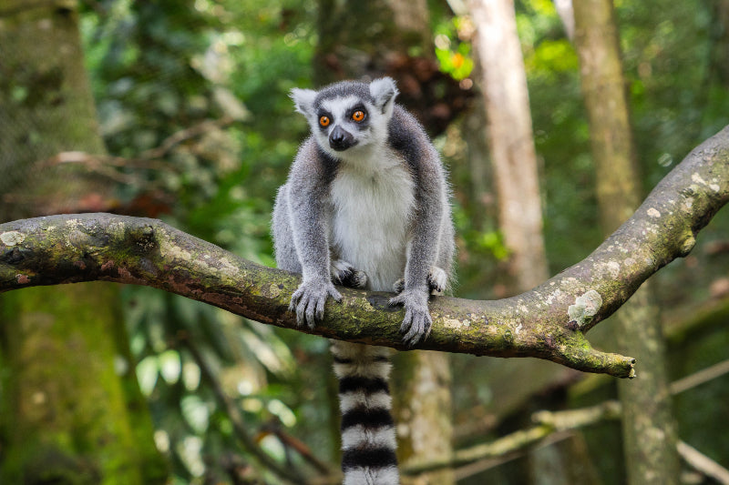 MADAGASCAR DIVING AND WILDLIFE ADVENTURE