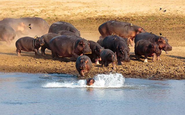 ZAMBEZI & LUANGWA SIGNATURE SAFARI