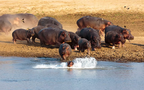 ZAMBEZI & LUANGWA SIGNATURE SAFARI