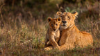 KRUGER & MOZAMBIQUE SAFARI AND BEACH ESCAPE