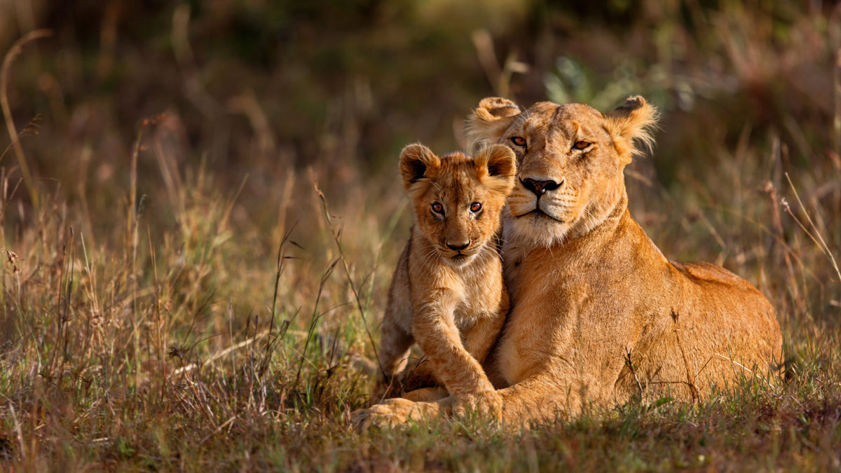 KRUGER & MOZAMBIQUE SAFARI AND BEACH ESCAPE