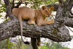 SERENGETI GREAT MIGRATION SAFARI