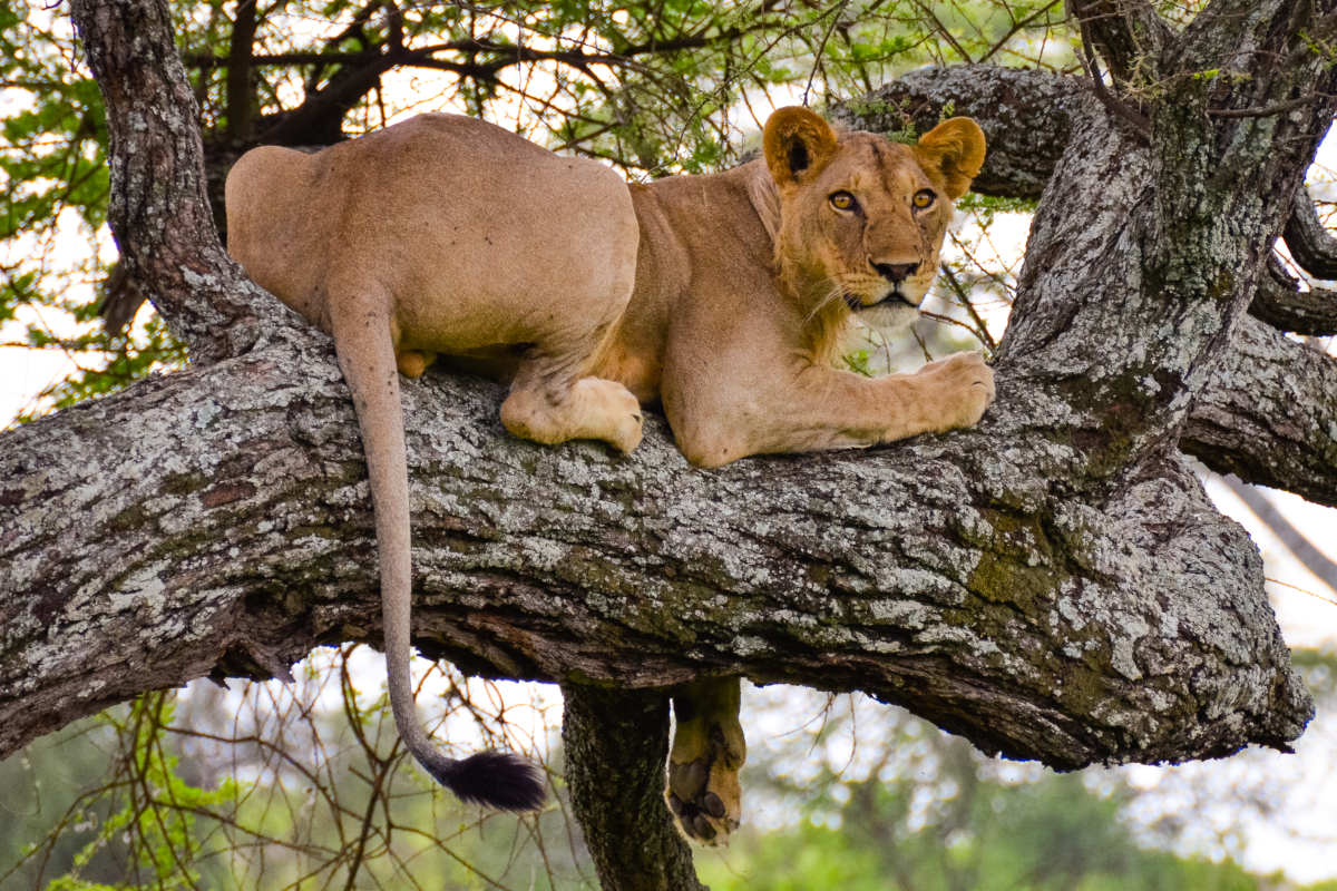 SERENGETI GREAT MIGRATION SAFARI