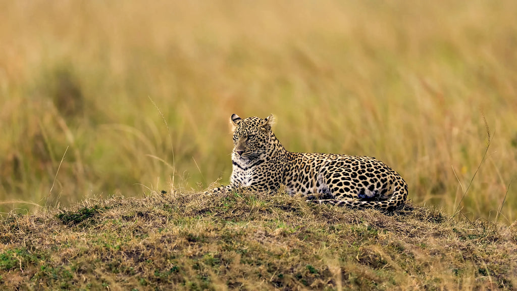 BOTSWANA WILDLIFE EXPLORER