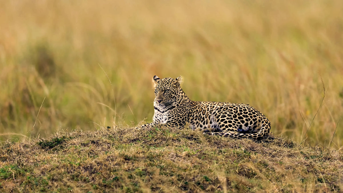 BOTSWANA WILDLIFE EXPLORER