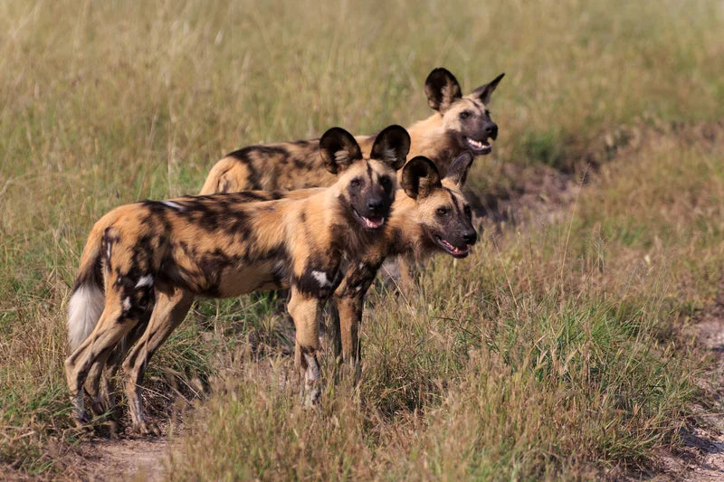 VICTORIA FALLS & CHOBE SAFARI