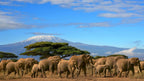 GREAT EAST AFRICA MIGRATION SAFARI