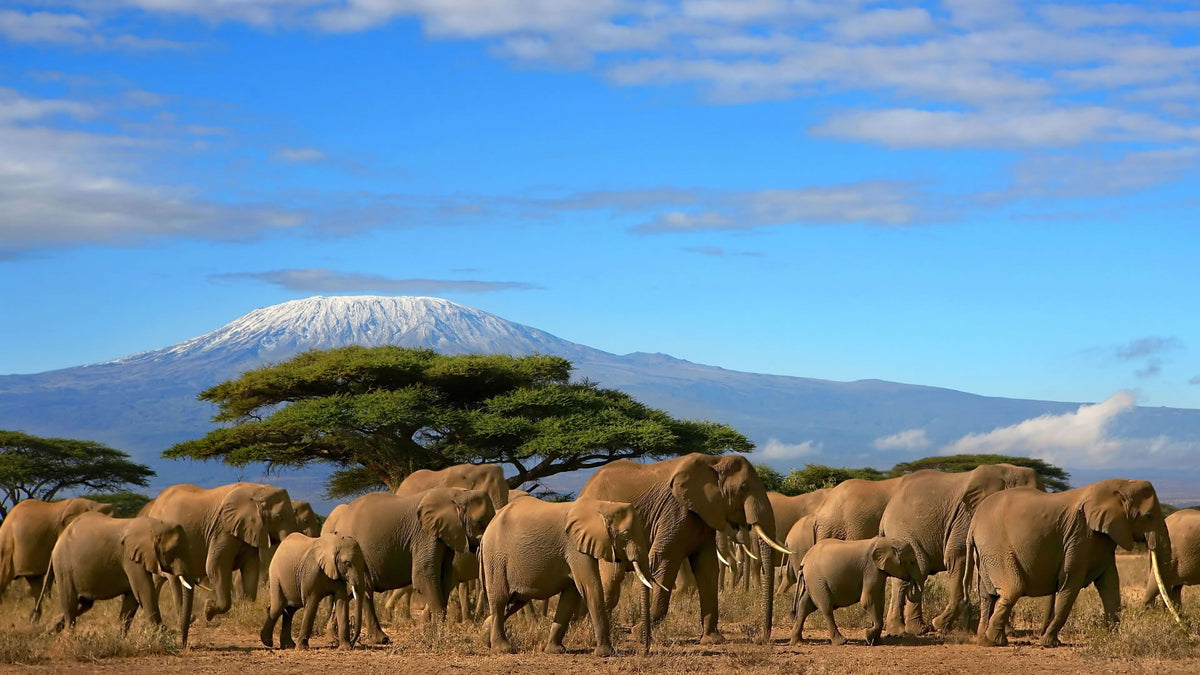 GREAT EAST AFRICA MIGRATION SAFARI
