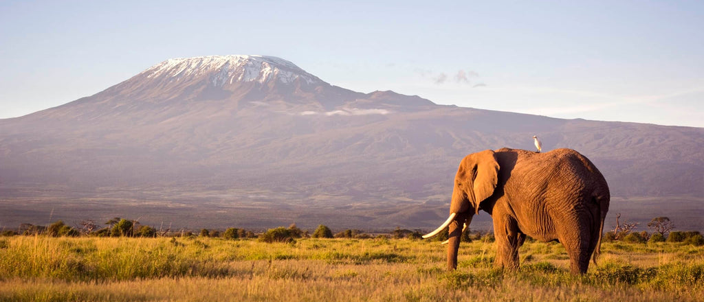 SERENGETI GREAT MIGRATION SAFARI