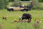 BOTSWANA WILDLIFE EXPLORER