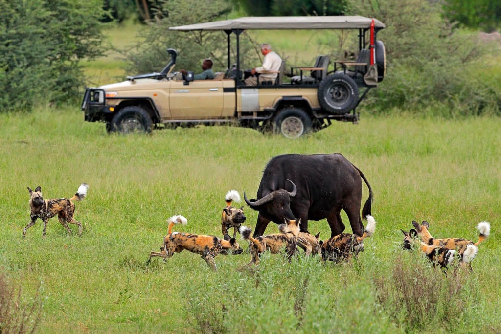 BOTSWANA WILDLIFE EXPLORER