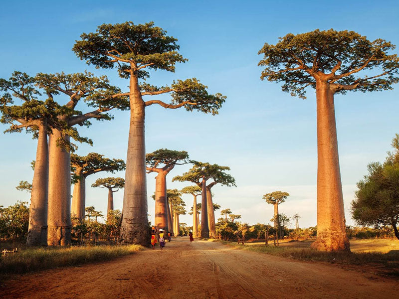 GREAT EAST AFRICA MIGRATION SAFARI