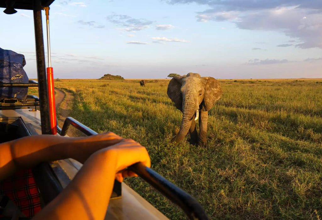 SERENGETI GREAT MIGRATION SAFARI