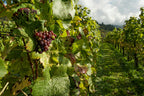 CAPE TOWN & WINELANDS SIGNATURE