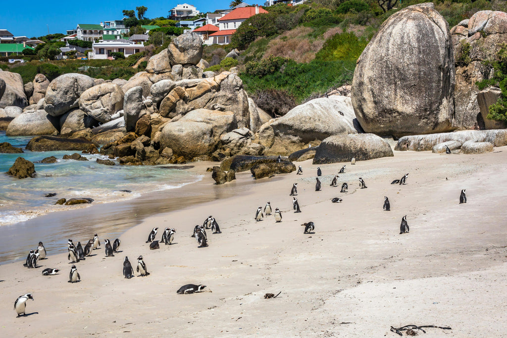CAPE TOWN SIGNATURE EXPERIENCE