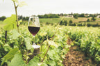 CAPE TOWN & WINELANDS SIGNATURE