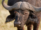 VICTORIA FALLS & CHOBE SAFARI