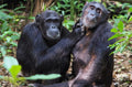 UGANDA GORILLA & WILDLIFE SAFARI