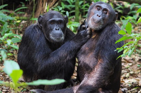 UGANDA GORILLA & WILDLIFE SAFARI
