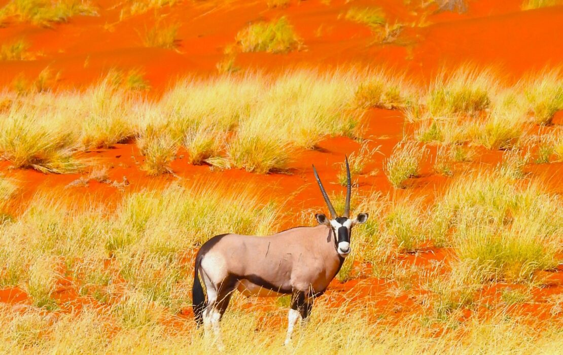 BOTSWANA WILDLIFE EXPLORER
